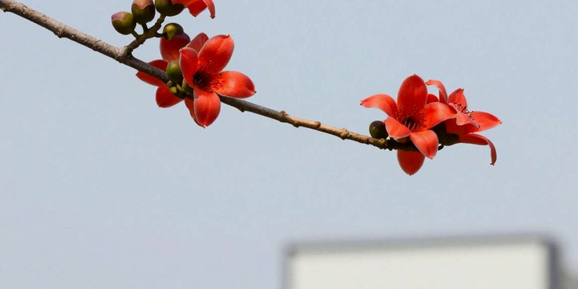 जेपचिरचिर का ईपीओ केस: 2:18:31, सिडनी का सातवाँ मेजर और वह सैंपल जो दौड़ से पहले लिया गया जेपचिरचिर का ईपीओ केस: 2:18:31, सिडनी का सातवाँ मेजर और वह सैंपल जो दौड़ से पहले लिया गया